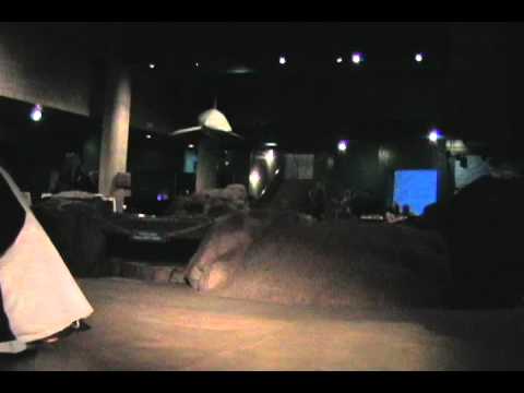 Minnesota Zoo Discovery Bay Wedding Light Show Ideas DJ Paul Young