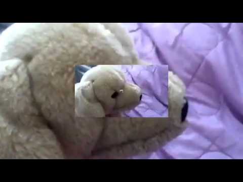 Samantha the Dog - Hear Me by Kelly Clarkson