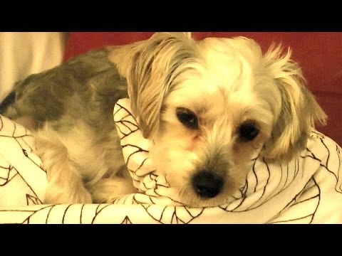 LET SLEEPING DOGS LIE Vlog 8/28/12 Part 2