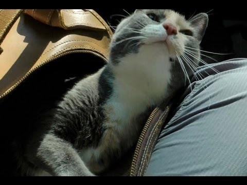 ROAD TRIP Vlog 8/31/12