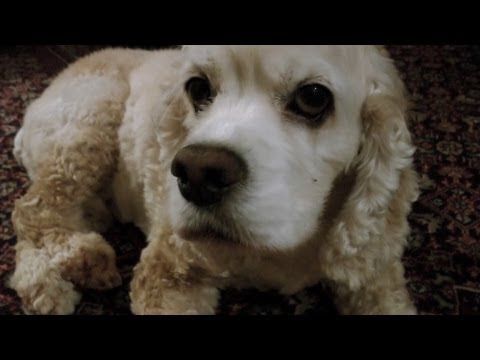 TALKING ANIMALS Vlog 9/21/12