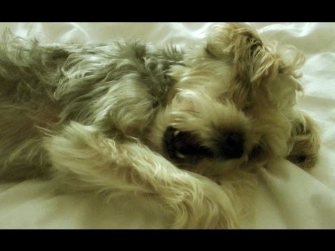 ZACKY'S ANNOYED Vlog 10/3/12
