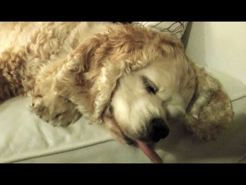 OH MAN, OH DOG Vlog 10/11/12