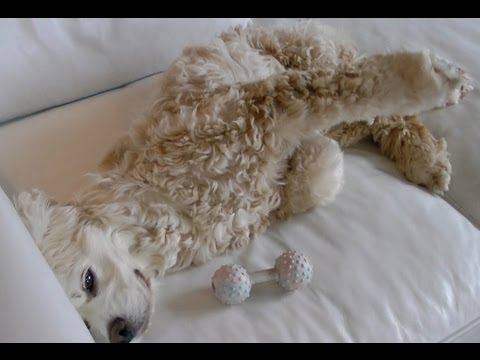 HURRICANE SANDY Vlog 10/29/12