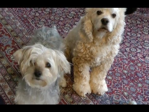 PEBBLES AND ZACHARY Vlog 11/30/12