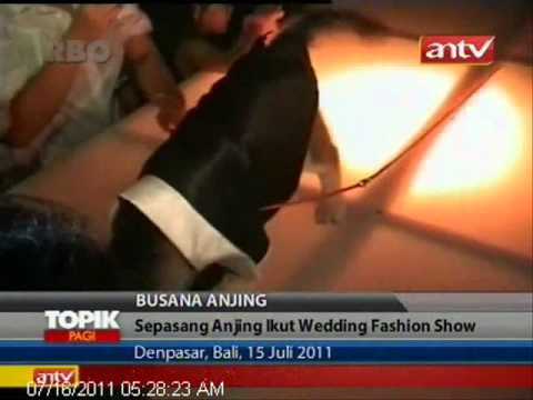 TOPIK ANTV Bali Sepasang Anjing Ikuti Fashion Show Wedding