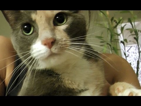 FATE OF THE CLOSET Vlog 12/17/12