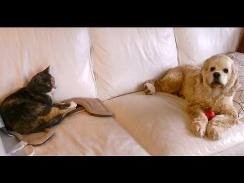 WHAT DO ANIMALS THINK? VLOG January 12, 2013